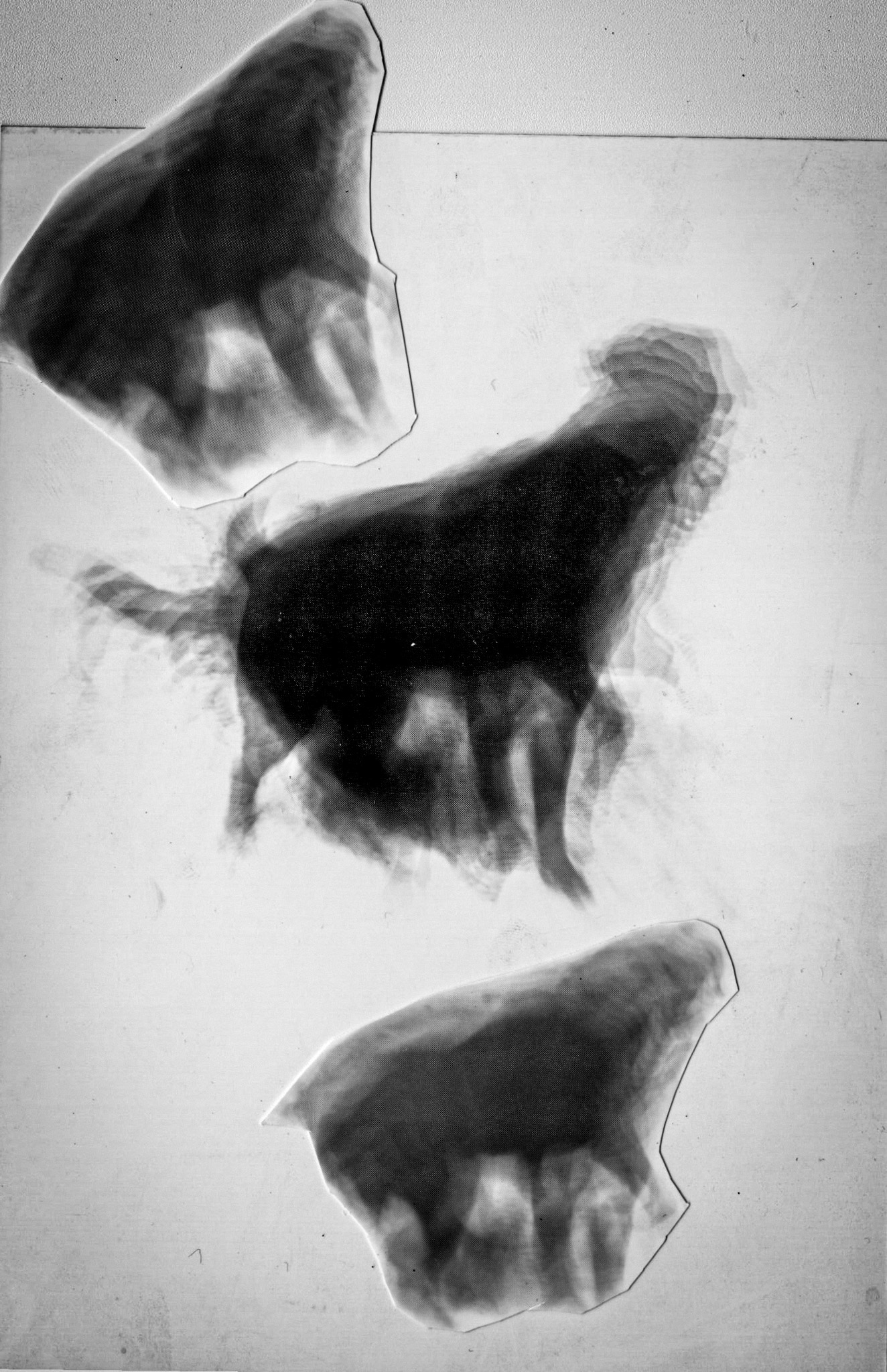 darkroom - 6.jpg